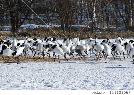 北海道鶴居村鶴見台でタンチョウの群れと一緒に越冬するカナダヅル 北海道鶴居村鶴見台でタンチョウの群れと一緒に越冬するカナダヅル 111103067