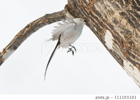 冬の北海道の公園の楓の樹液をホバリングして舐めるシマエナガ 111103101