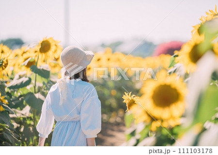 ひまわり畑を歩く少女 111103178