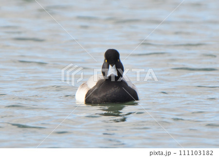 北海道の冬の港を泳ぐオスのスズガモ 111103182