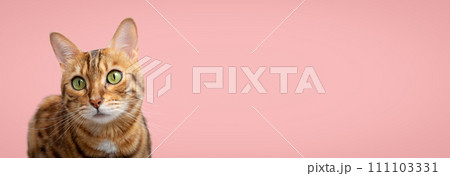 Muzzle of an adult Bengal cat close-up 111103331