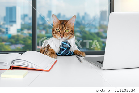 The Bengal cat is a businessman or office worker. The Bengal cat is a businessman or office worker. 111103334