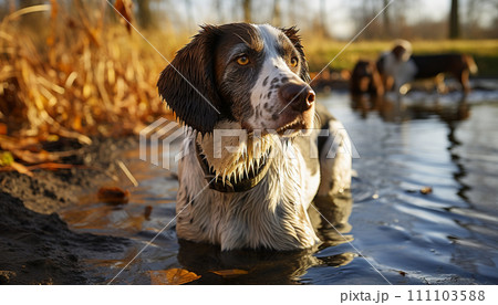 Wet springer spaniel in water during golden hour, companion waiting 111103588