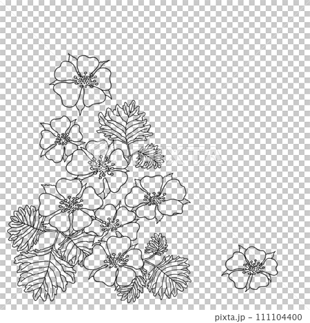 野草莓、蛇草莓花 111104400