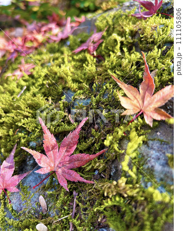 苔の上に落ちた紅葉 111105806