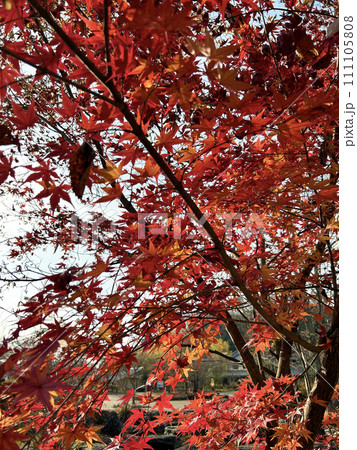 秋の紅葉に染まる木 111105808
