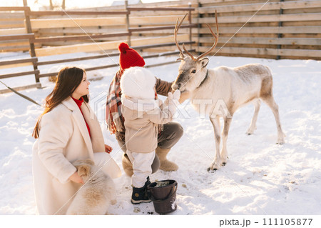 Back view of happy young family of little child boy, loving mother and father feeding cute young reindeer on snowy farm on sunny winter day. Concept of ecotourism at wintertime. 111105877