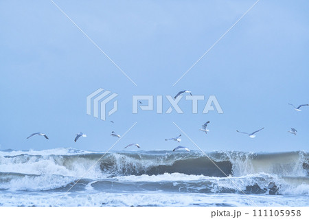 Seagulls flying over big waves on northern sea 111105958