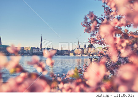 Pink Cherryblossom in Hamburg City, Germany Pink Cherryblossom in Hamburg City, Germany 111106018
