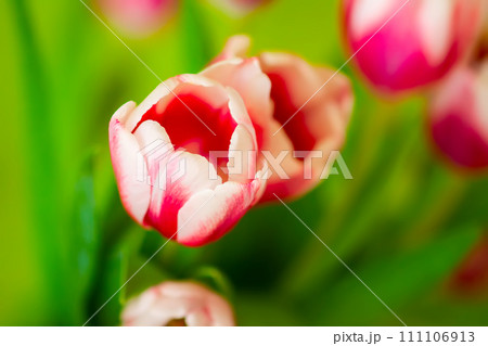 Tulips bouquet. Spring decor or present for International Women's Day, birthday, Mother's day. 111106913