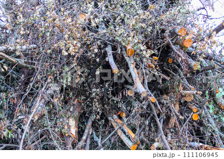 Chopped firewood in the countryside. Tree branches. 111106945