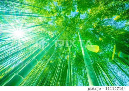 日本の横浜都市景観 脱コロナ…美しい緑色の竹林…新時代に希望の光…＝令和6年1月26日 111107164