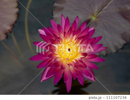 Top view of purple tropical waterlily flower 111107236