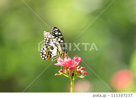 Lime butterfly or Lemon butterfly (Papilio demoleus) with green leaves background. 111107237