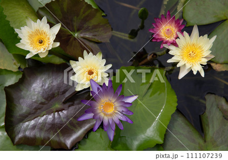 Top view of group of tropical waterlily flower 111107239