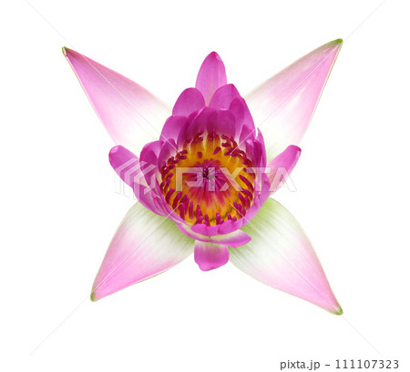 Violet water lily isolated on white background Violet water lily isolated on white background 111107323