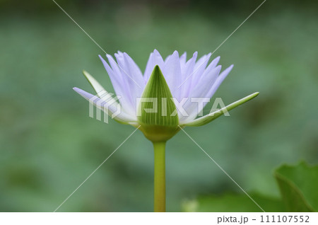 Violet blooming waterlily with green blurred natural background 111107552
