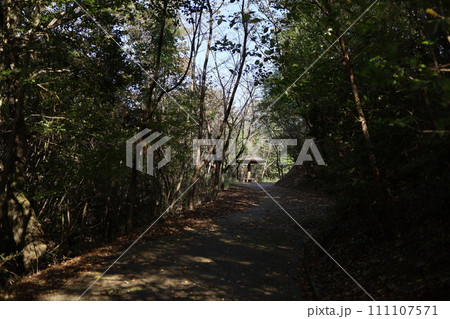 木々に囲まれた道 111107571
