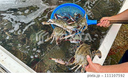 Korean food ingredients. a live crab Korean food ingredients. a live crab 111107592