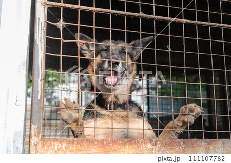 Dog in animal shelter waiting for adoption. Portrait of red homeless dog in animal shelter cage. Dog in animal shelter waiting for adoption. Portrait of red homeless dog in animal shelter cage. 111107782