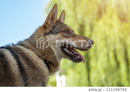 Sad dog in the park. Stray dog on a summer day. Waiting for adoption 111108788