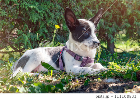 Sad mongrel puppy in the park. Stray dog on a summer day Sad mongrel puppy in the park. Stray dog on a summer day 111108833