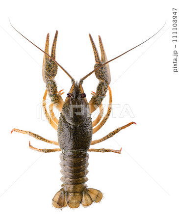 Live crayfish isolated on white background. Clipping path. Top view. Live crayfish isolated on white background. Clipping path. Top view. 111108947