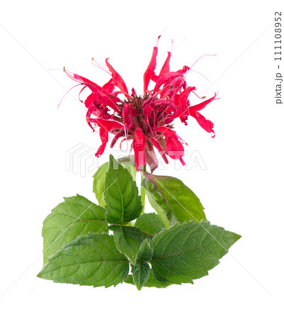 Bergamot flower with green leaves isolated on a white background. Monarda didyma flower. Oswego tea, scarlet beebalm. 111108952
