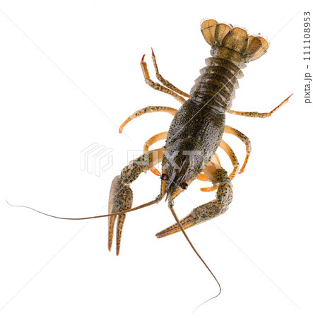 Live crayfish isolated on white background. Clipping path. Top view. Live crayfish isolated on white background. Clipping path. Top view. 111108953