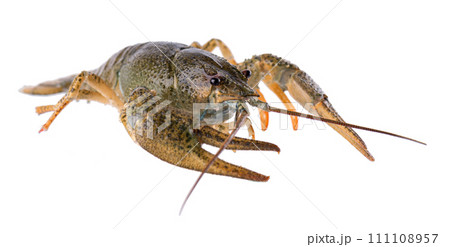Live crayfish isolated on white background. Clipping path. 111108957