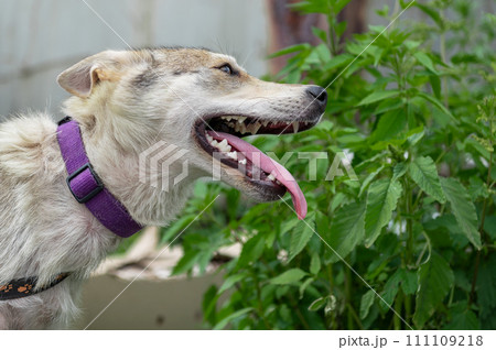 Dog at the shelter. Lonely and abandoned white dog Dog at the shelter. Lonely and abandoned white dog 111109218