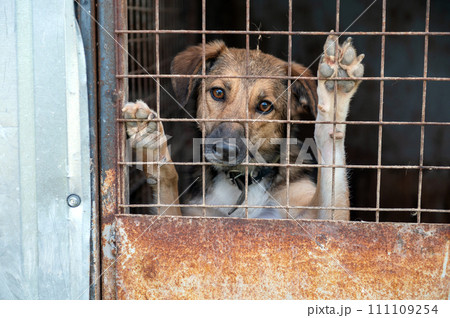 Stray dog in animal shelter waiting for adoption. Portrait of homeless dog in animal shelter cage. Stray dog in animal shelter waiting for adoption. Portrait of homeless dog in animal shelter cage. 111109254