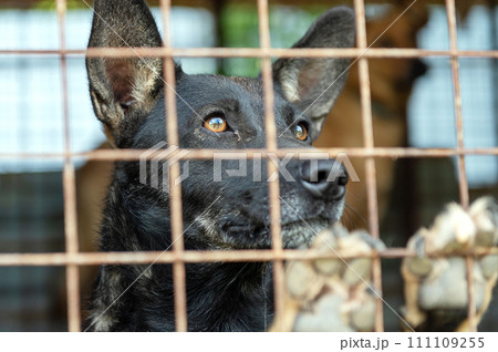 Stray dog in animal shelter waiting for adoption. Portrait of homeless dog in animal shelter cage. 111109255