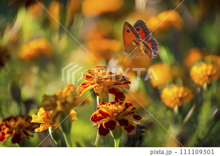 Close up for a butterfly flying around the blooming marigold flowers on a floral background; selective focus 111109301