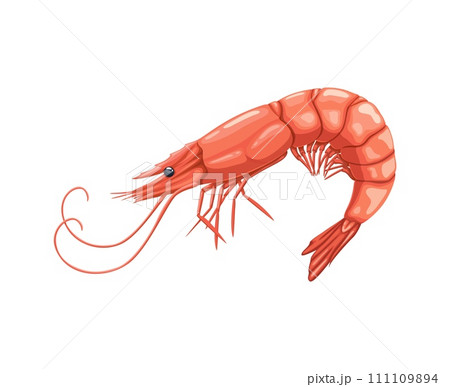 Cartoon seafood, shrimp or prawn for sea food cuisine or restaurant, isolated vector. Whole raw prawn or shrimp for seafood cuisine cooking ingredient or sushi bar menu and fish market food product Cartoon seafood, shrimp or prawn for sea food cuisine or restaurant, isolated vector. Whole raw prawn or shrimp for seafood cuisine cooking ingredient or sushi bar menu and fish market food product 111109894