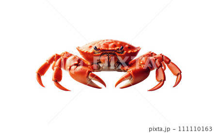 Crab Isolated on transparent background 111110163