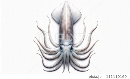 Squid Isolated on white background,top view 111110169
