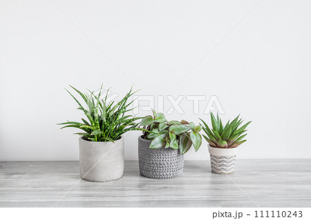 Several home plants - sansevieria, tradescantia and gasteria on the white background, home gardening and connecting with nature concept 111110243