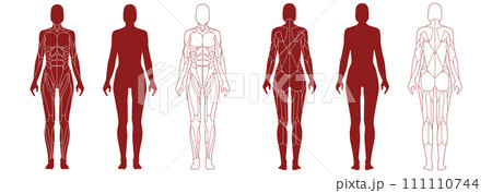 Female figure with anatomical muscles front and back view set 111110744