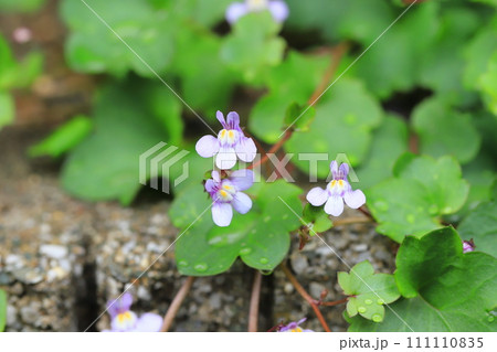 可憐な蔦葉海蘭(ツタバウンラン)の花 可憐な蔦葉海蘭(ツタバウンラン)の花 111110835