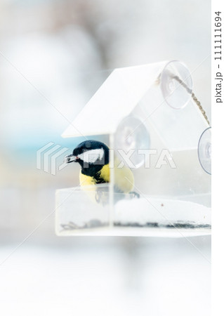 titmouse has seeds in a transparent feeder, in winter,side view. Bird care in winter 111111694