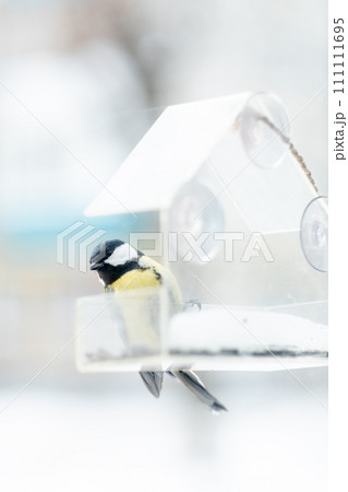 titmouse has seeds in a transparent feeder, in winter,side view. Bird care in winter 111111695