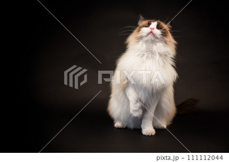 Beautiful young healthy Ragdoll cat on a black background. 111112044