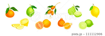 Citrus Fruit with Rind or Peel and Juicy Flesh Vector Set 111112906
