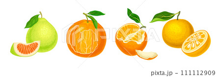 Citrus Fruit with Rind or Peel and Juicy Flesh Vector Set Citrus Fruit with Rind or Peel and Juicy Flesh Vector Set 111112909