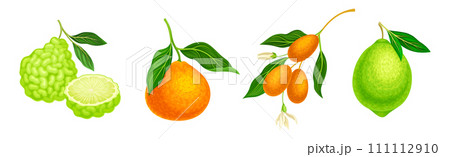 Citrus Fruit with Rind or Peel and Juicy Flesh Vector Set 111112910