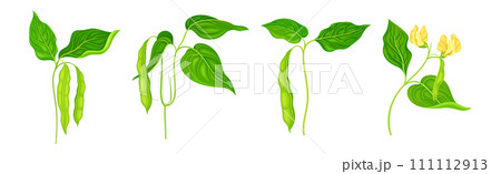 Soy Grain Legume or Pulse Crop with Green Pod and Beans Vector Set 111112913