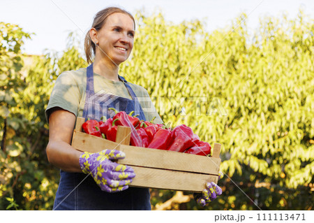 Happy Gardener Holding Crate of Fresh Harvested Peppers Happy Gardener Holding Crate of Fresh Harvested Peppers 111113471