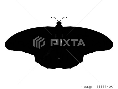 羽を広げた蝶のシルエット 111114051