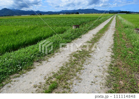農道と田園風景 山形県庄内 111114848